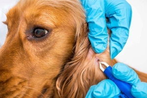 MERSİN - YENİŞEHİR Parazit Tedavisi