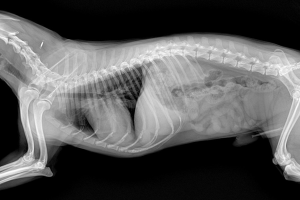 MERSİN - YENİŞEHİR Röntgen ve Laboratuvar Testleri